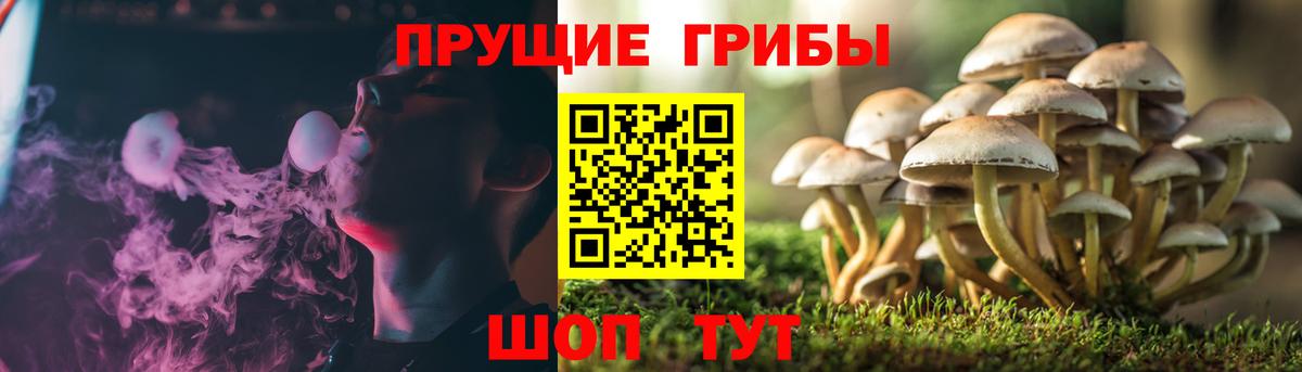 Псилоцибиновые грибы MAGIC MUSHROOMS  Вход с VPN  Псилоцибиновые грибы GOLDEN TEACHER  цены   Магнитогорск 